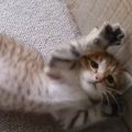 子猫だと思って油断した結果…あまりに『破壊力の高い行動』が強すぎる…