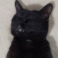 幸せそうな表情ですやすやと眠っていた猫→『おてて』を見たら…『尊い…