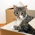 猫を『飼育禁止物件』で飼った結果…4つの最悪なトラブルと結末