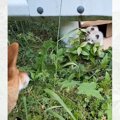 柴犬との散歩中に出会った『2匹の捨てられた子猫』→保護から2か月…成長し…