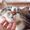 猫が『ゴロゴロ』と喉を鳴らす4つの理由