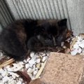 保護したときは『黒猫だと思っていた』小さな子猫→大きくなると…すてきな…
