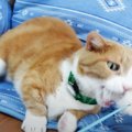 いつもはおとなしい猫さん！新しいおもちゃにハイテンション♡