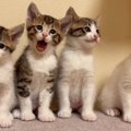 横一列に並んだ子猫4兄弟→1匹が『あくび』をしたら…まさかの『尊い光…