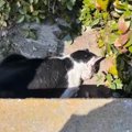 側溝でうずくまる『全身ボロボロの猫』が保護された結果…現在の様子に…