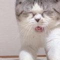 猫の面白い画像１２連発！見て笑って癒されよう！