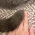 しっぽを使って『優しくトントン』してくれた愛猫…あまりにも『心温ま…