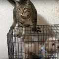 出動します！猫ちゃんの犬小屋調査隊♡