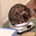 4kgの猫ちゃん、ロボット掃除機に乗る！