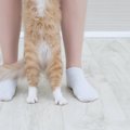 『靴下猫』と呼ばれる猫たちの特徴4選　どうして足先だけ白いの？模様の仕…