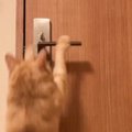 疲れて横になっていた飼い主さん→猫に癒してもらおうと思ったら…予想外の…