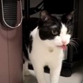 ひたすらペロペロ！猫ちゃんに異変？？