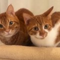 キャットタワーでくつろぐ兄弟猫に話しかけてみると…対照的な『リアクショ…