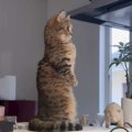 『立つようになった猫』盗撮していたら…まさかすぎる反応が1487万再生…