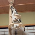『お転婆すぎる姉妹猫』がキャットタワーで遊んでいたら…想像を超える『ま…