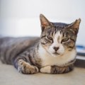 猫を飼うべきではない人の特徴３つ