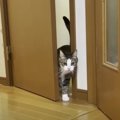 あなたはどんな開けゴマ？タイプ別「猫ちゃんのドアの開き方」