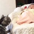 赤ちゃんをやさしく見守る実家の猫→『５年後』、久しぶりに対面すると…