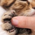 猫の『爪から出血』よくある原因4選と、血が出たときの対処法