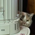 『夫婦喧嘩』をしていたら、物陰から猫が…思わず笑っちゃう『まさかの光景…