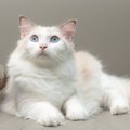 【獣医師監修】ラグドールの毛色の種類を解説 人気色や珍しい色から模様の…