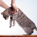 猫は長く伸びるのはなぜ？体を伸ばす理由やリラックスのサインを解説