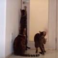 何してるの？ドアの向こうが気になって仕方ない猫さんたち♪