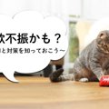 ねこちゃんの食欲不振はなぜおこるの？【獣医師監修】