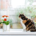 猫と迎える『梅雨の時期』に気を付けたいこと4選　注意が必要な理由から健…