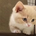  初めてのトイレに成功♡元気爆発の子猫ちゃんが可愛すぎて悶絶