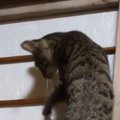 音を立てながら『障子を登っていく猫』→下りようとするも……爆笑の展開に1…