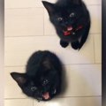 足元にやってきた2匹の赤ちゃん猫→『なに？』と聞いてみると…たまらな…
