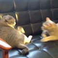 ソファでくつろぐ２匹の猫→『平和な光景』かと思いきや……突然の『急展…