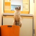 飼い主のバスタイム！一方その頃猫さんは？