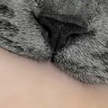 飼い主の手を甘噛みする猫→眠気に襲われると……可愛すぎる『まさかの光…