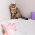 猫に『絶対使っちゃダメ』な人間用アイテム3選