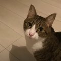 『つまんないし眠たいし…』ヤモリに会えなくてぐずる末っ子猫くん