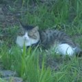 お外に脱走してしまった猫ちゃんを大好きなブラシで釣ってみる