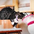 どっちが上か勝負！？突然始まる猫ちゃんたちのケンカ