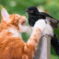 猫の天敵と言われている動物9選