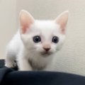 子猫の頃から次男といっしょに寝ていた結果→数年後……『まさかの距離感』が…