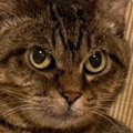 猫に薬を飲ませた結果→『枕の上』を占拠されて…可愛すぎる『まさかの光景…