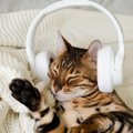 猫と『音楽』に関する豆知識5つ　 好みやすい曲調や聴かせたときのメリッ…