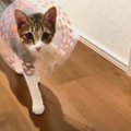 ママさんが呼ぶとダッシュで駆けつける子猫ちゃんが可愛い♡