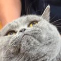 『なんでアゴでるのｗ』爪切りをしようとしたら…猫の『まさかの表情』に爆…