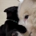 保護された子猫→『優しい先住犬』と2か月一緒に生活した結果…泣けるほ…