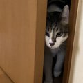 猫を飼うには必須！脱走防止対策を練ろう