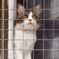 『元野良猫をお家猫』にしたいときの対処法5選　外猫を完全室内飼育するこ…