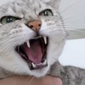 猫を『予防接種』に連れて行ったら…ガチギレしてしまった猫の行動が面…