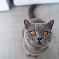 猫を悲しい気持ちにさせる飼い主のNG行為5つ